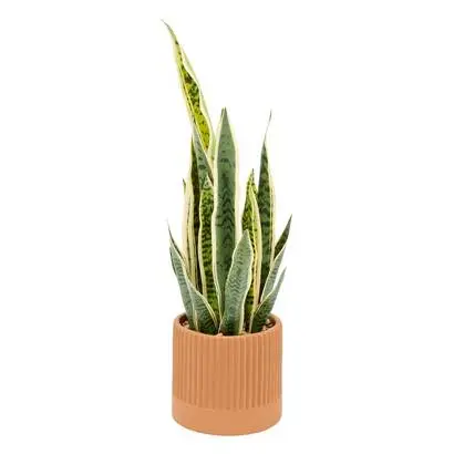 Commander Maintenant Plante artificielle en pot "Nippo"