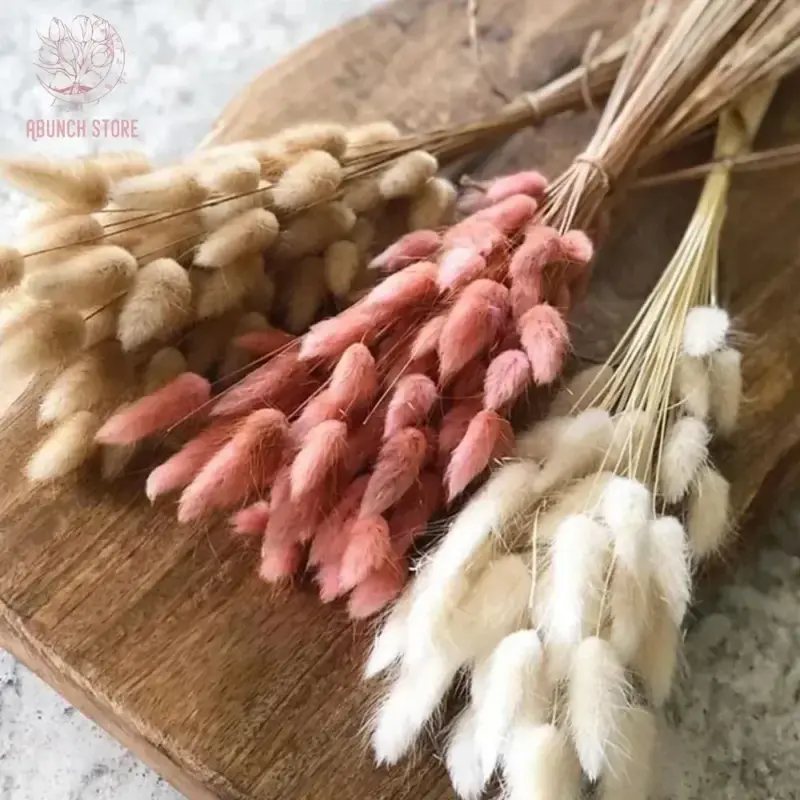 Dried bunny tail grass bouquet for festive decorations Quantité Limitée