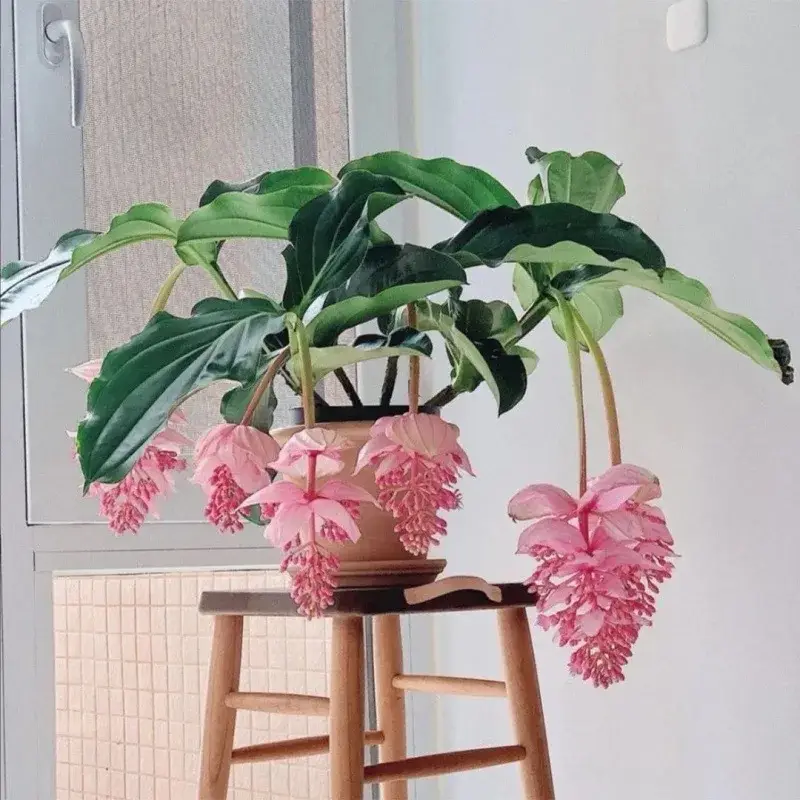Prix Promo Tropical medinilla magnifica artificial flowers for indoor decoration