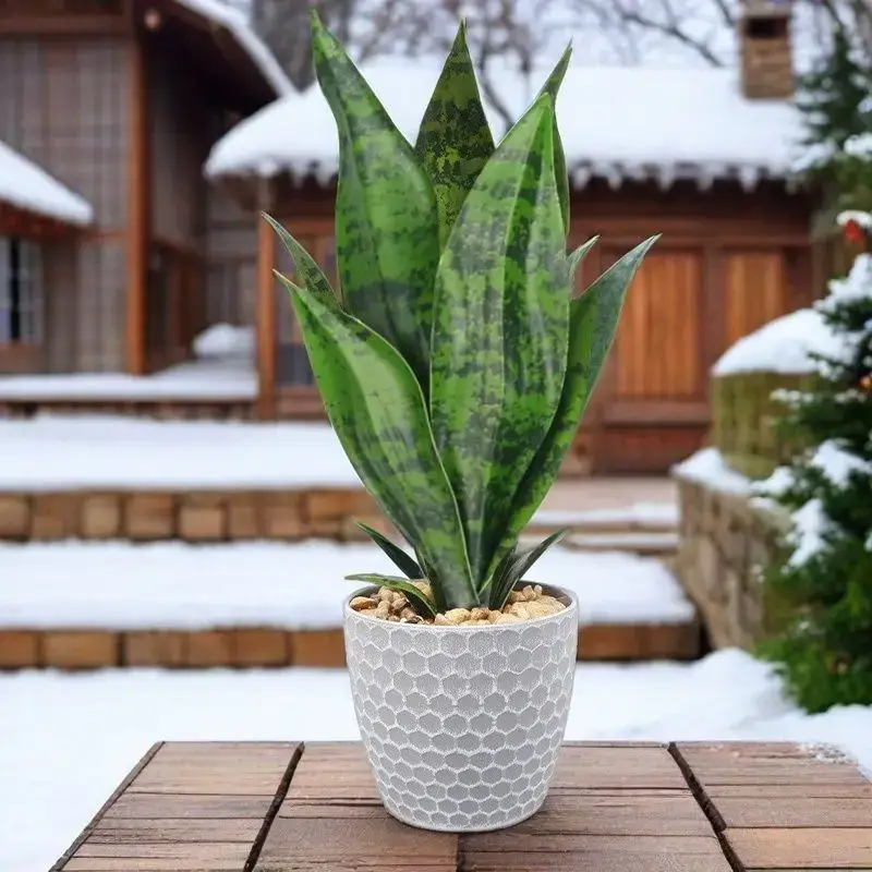 Artificial succulent plants for indoor and outdoor decoration Commander Vite