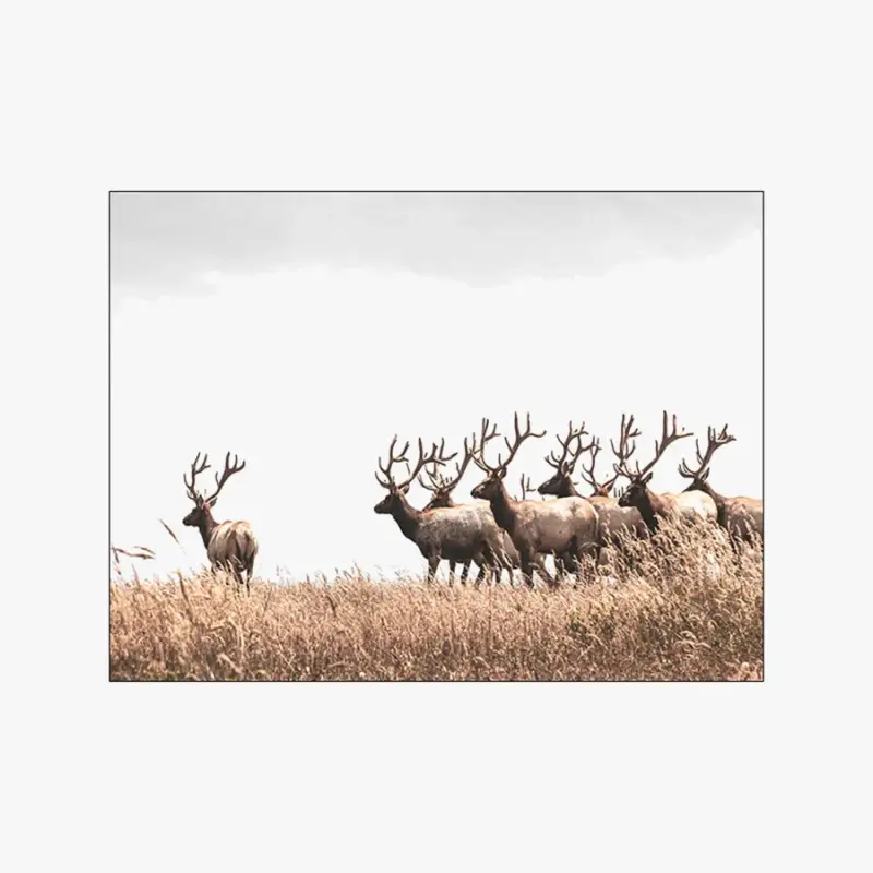 Achetez Aujourd'hui Dandelion and grass wall art canvas for nordic decor