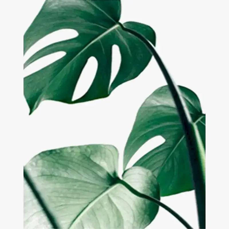 Oil painting by numbers plant colouring kit for diy home decor Offre Limitée