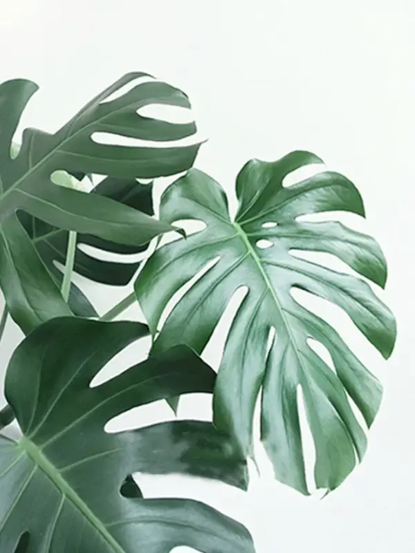 5d diamond painting green plant mosaic wall decoration Authentique