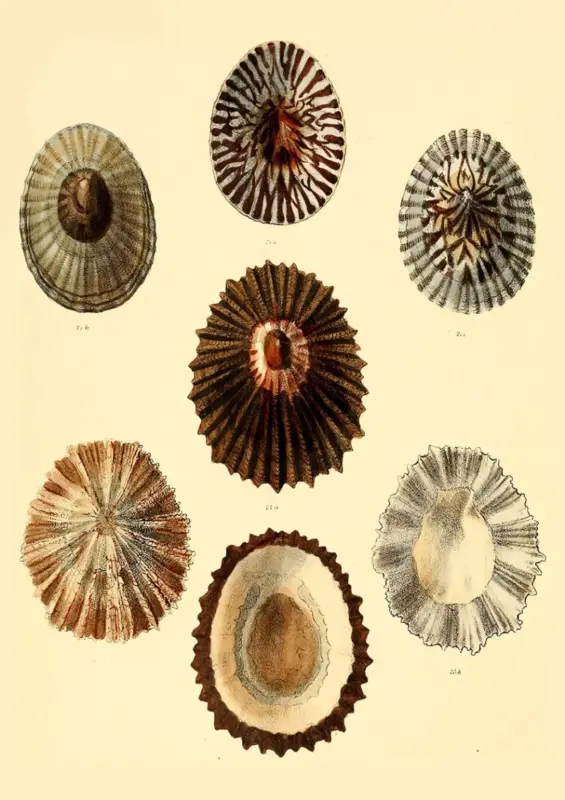 Commander Maintenant Vintage seashell art print for coastal home decor