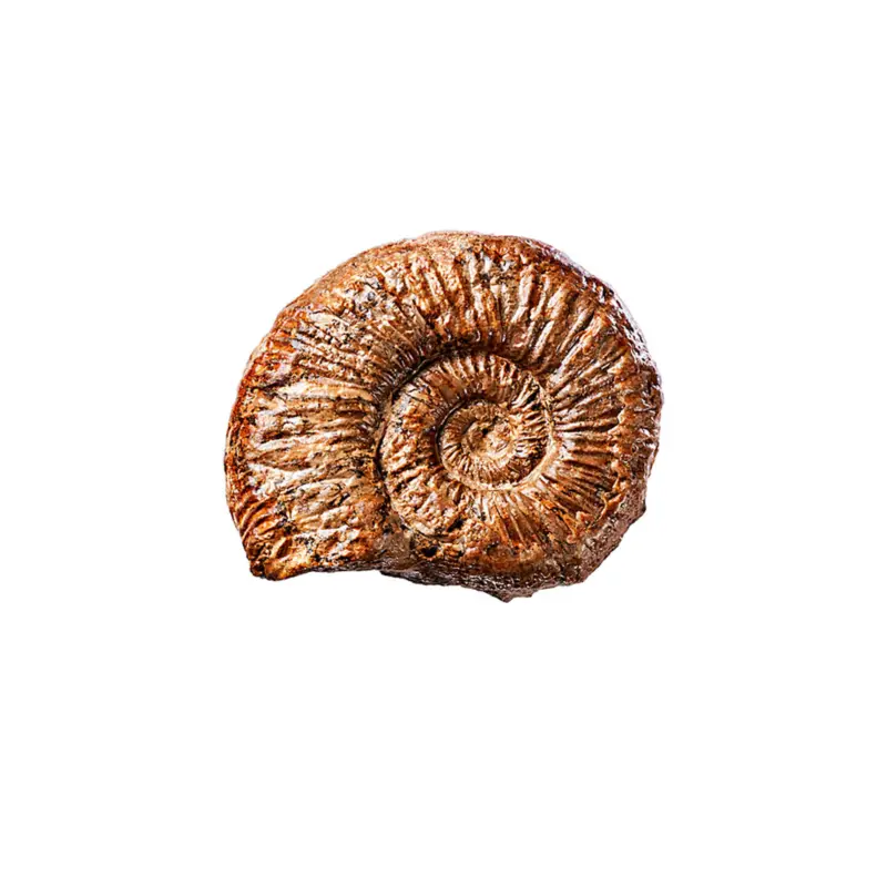 Ammonite Pas Cher
